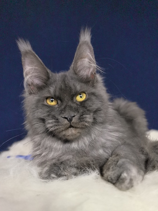 Do*Ra  Akbars - Kitten maine-coon 4 months