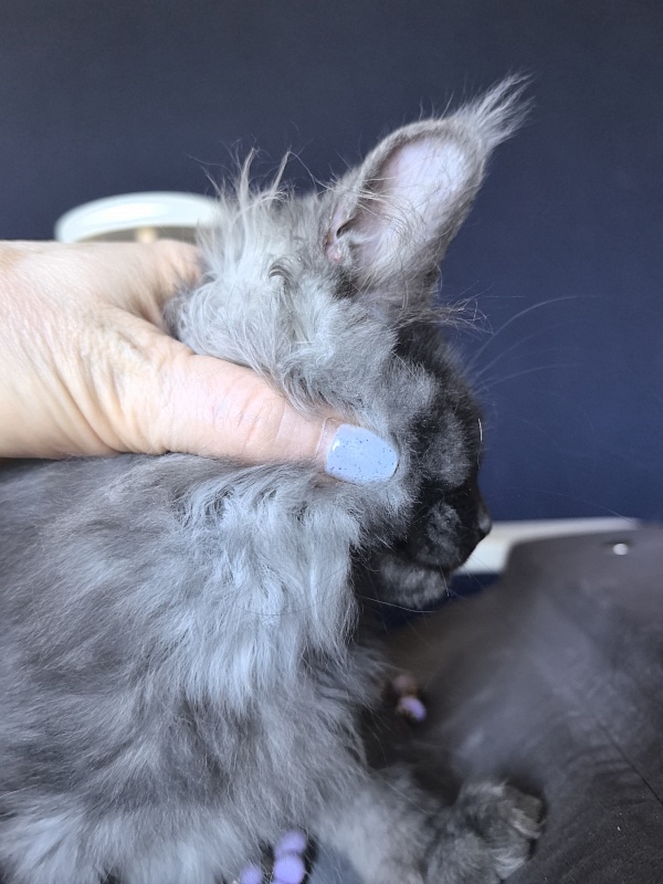 Do*Ra  Akbars - Kitten maine-coon 2 months 1.5 week
