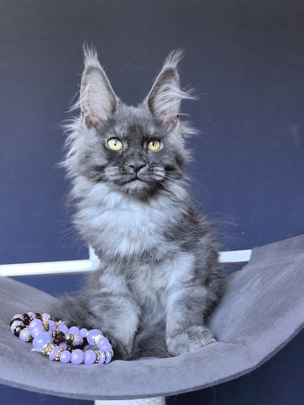 Do*Ra  Akbars - Kitten maine-coon 2 months 1.5 week