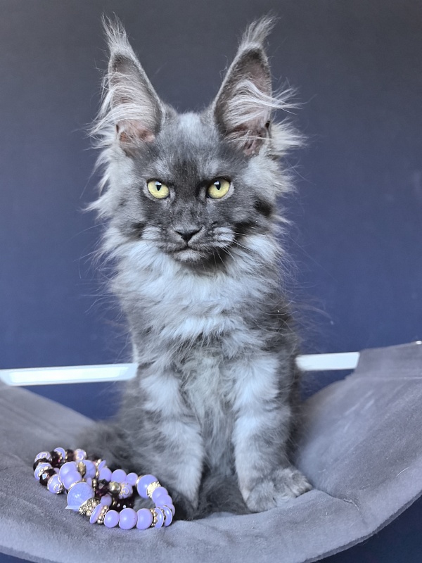 Do*Ra  Akbars - Kitten maine-coon 2 months 1.5 week