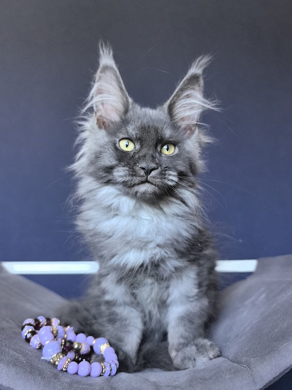 Do*Ra  Akbars - Kitten maine-coon 2 months 1.5 week