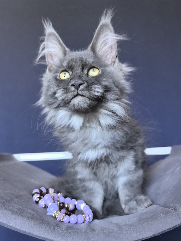 Do*Ra  Akbars - Kitten maine-coon 2 months 1.5 week
