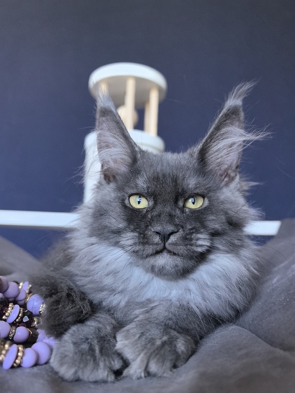 Do*Ra  Akbars - Kitten maine-coon 2 months 1.5 week