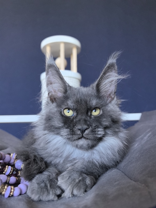 Do*Ra  Akbars - Kitten maine-coon 2 months 1.5 week