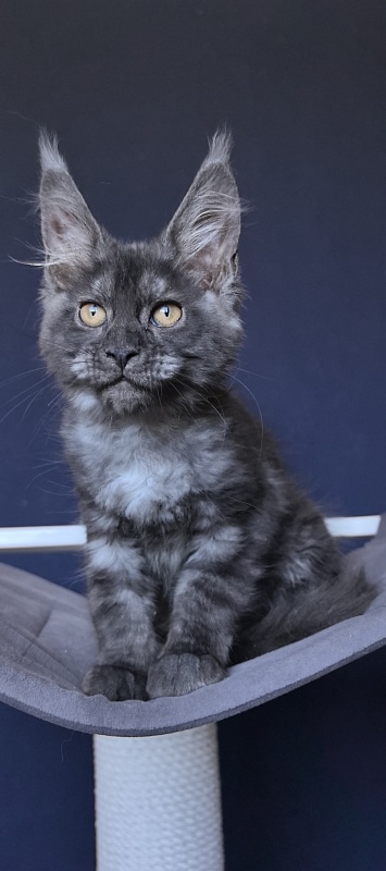 Da*Sha Akbars - Kitten maine-coon 2 months 2 weeks
