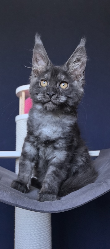 Da*Sha Akbars - Kitten maine-coon 2 months 2 weeks
