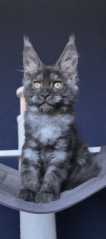 Da*Sha Akbars - Kitten maine-coon 2 months 2 weeks