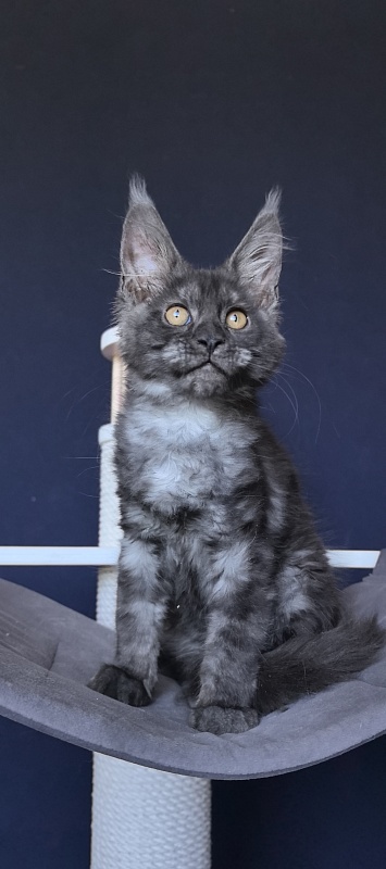Da*Sha Akbars - Kitten maine-coon 2 months 2 weeks