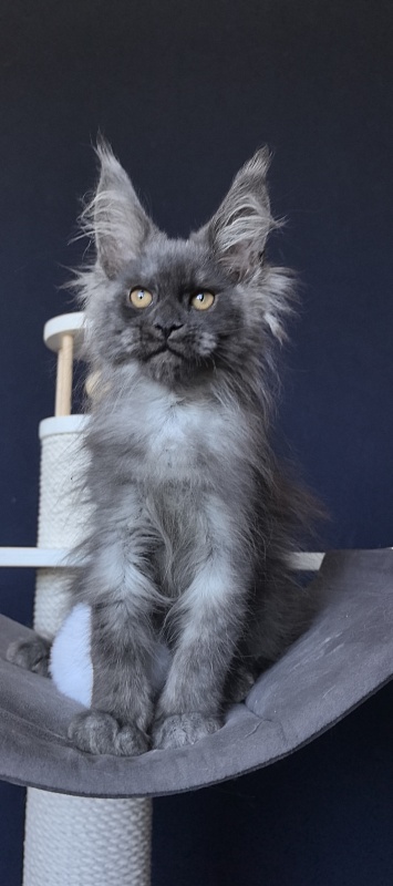 Duchess Akbars - Kitten maine-coon 2 months 2 weeks