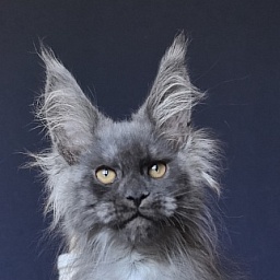 Duchess Akbars