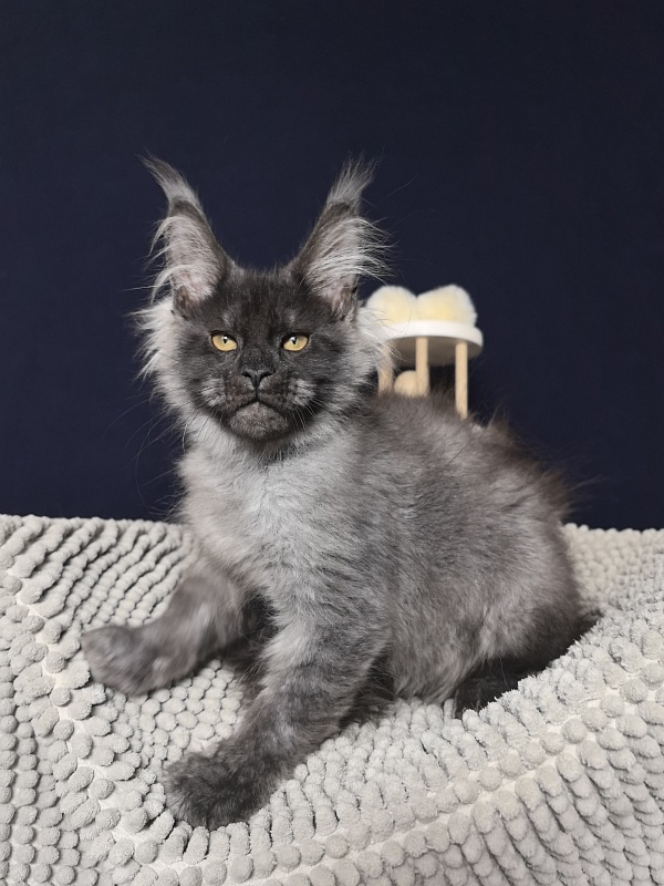 Dior Akbars - Kitten maine-coon 3 months