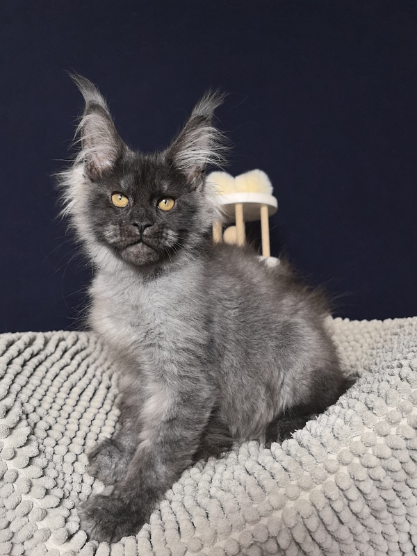 Dior Akbars - Kitten maine-coon 3 months