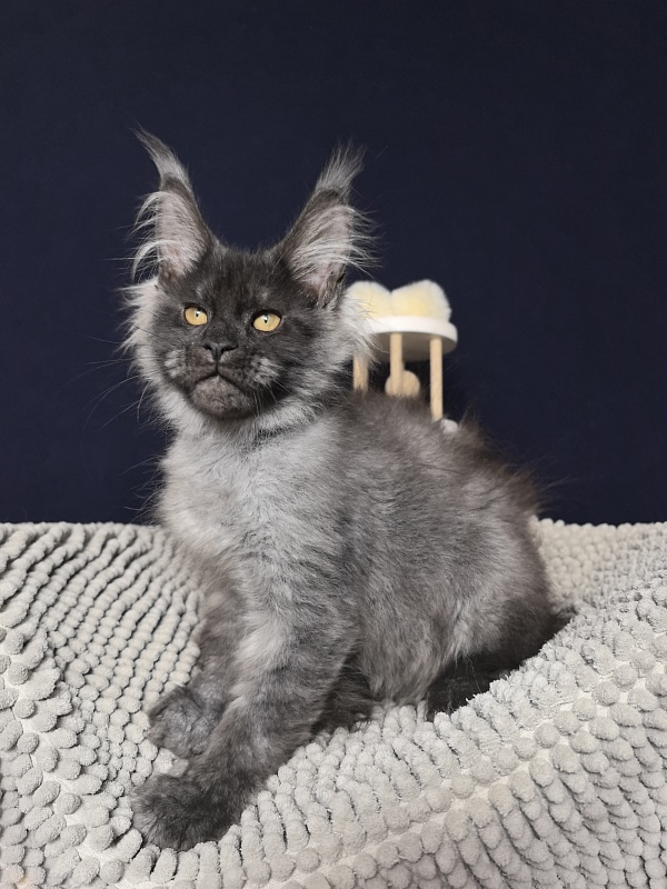 Dior Akbars - Kitten maine-coon 3 months