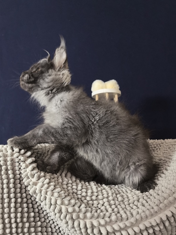 Dior Akbars - Kitten maine-coon 3 months