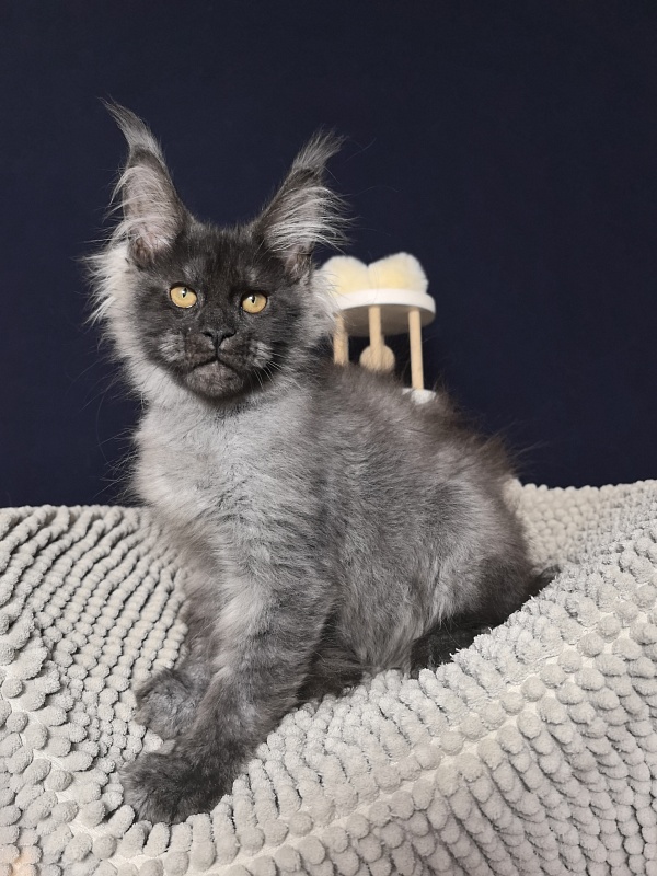 Dior Akbars - Kitten maine-coon 3 months