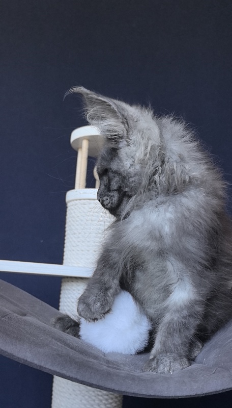 Duchess Akbars - Kitten maine-coon 2 months 2 weeks