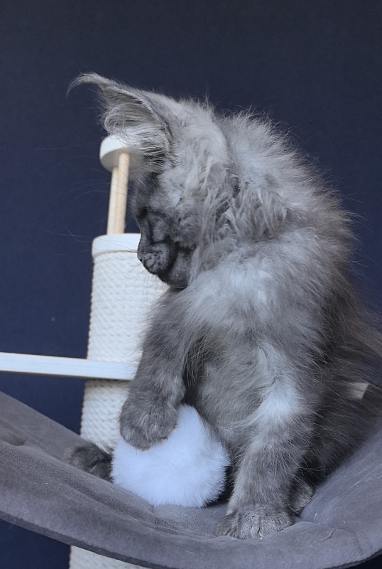 Duchess Akbars - Kitten maine-coon 2 months 2 weeks