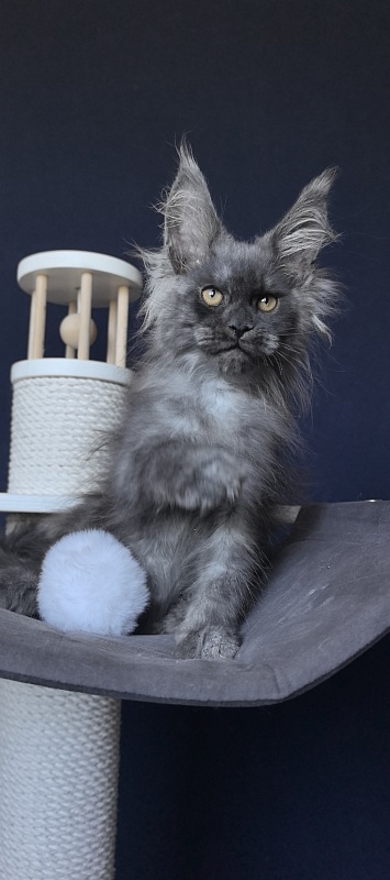 Duchess Akbars - Kitten maine-coon 2 months 2 weeks