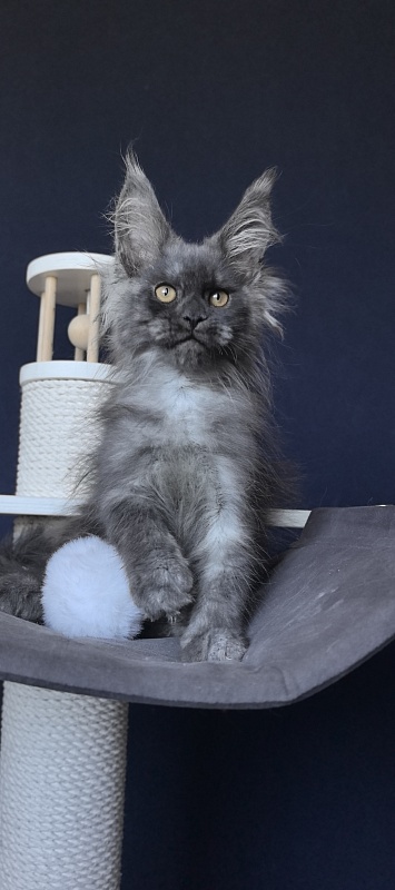 Duchess Akbars - Kitten maine-coon 2 months 2 weeks