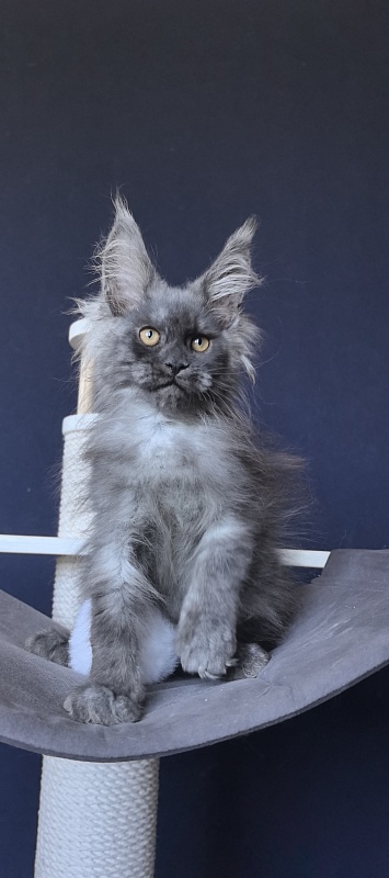 Duchess Akbars - Kitten maine-coon 2 months 2 weeks