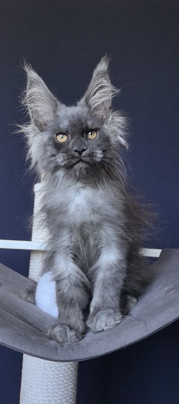 Duchess Akbars - Kitten maine-coon 2 months 2 weeks