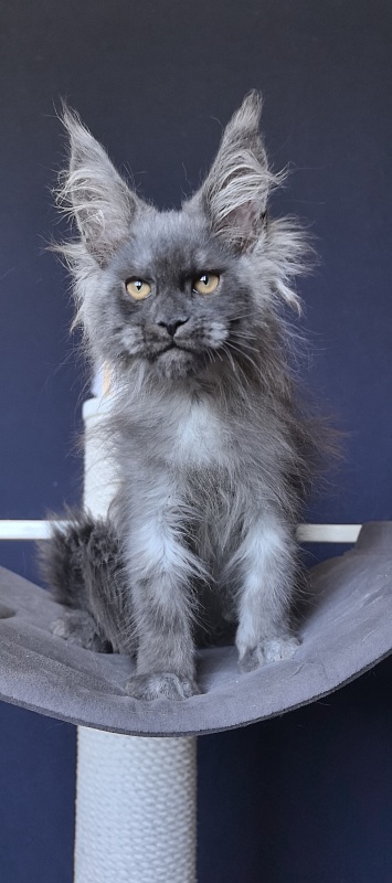 Duchess Akbars - Kitten maine-coon 2 months 2 weeks