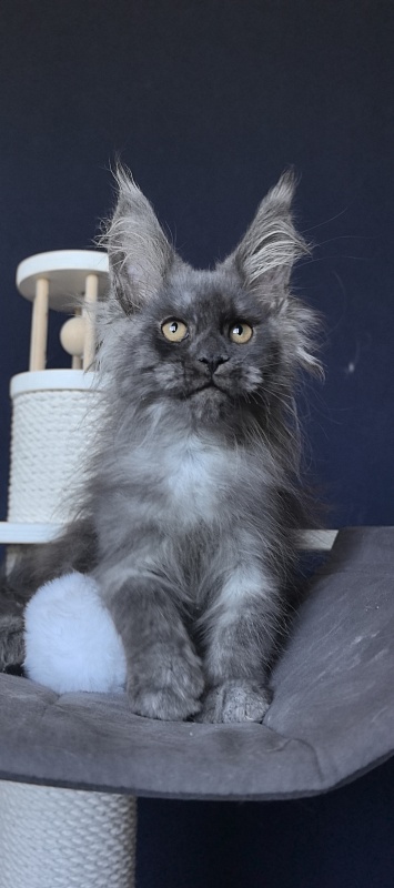 Duchess Akbars - Kitten maine-coon 2 months 2 weeks