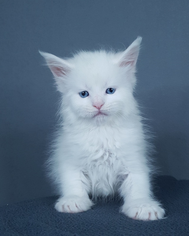 Ru*Silver Frost Akbars - Kitten maine-coon 1 month 0.5 weeks