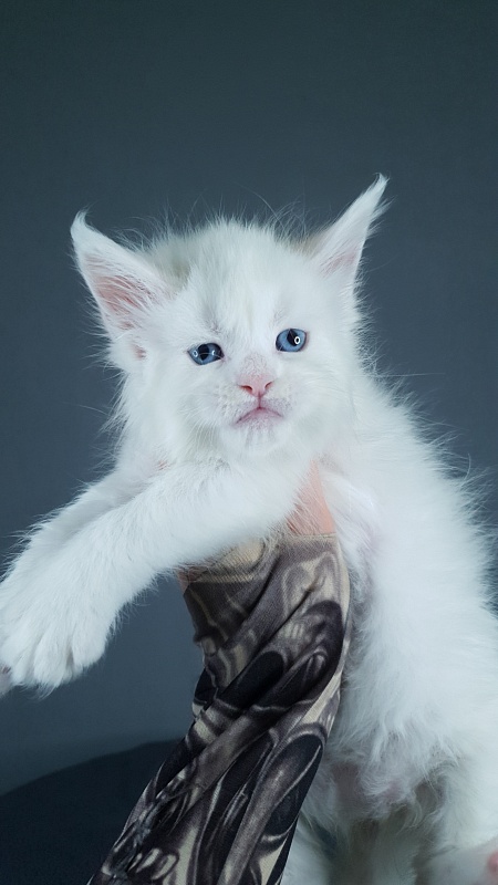 Ru*Silver Frost Akbars - Kitten maine-coon 1 month 0.5 weeks