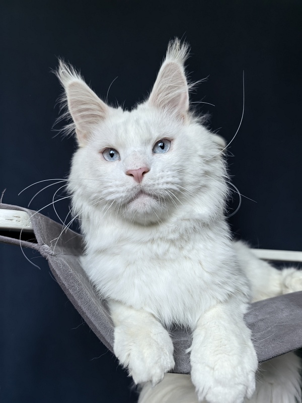 Ru*Silver Frost Akbars - Adult maine-coon 1 year 11 months 1 week