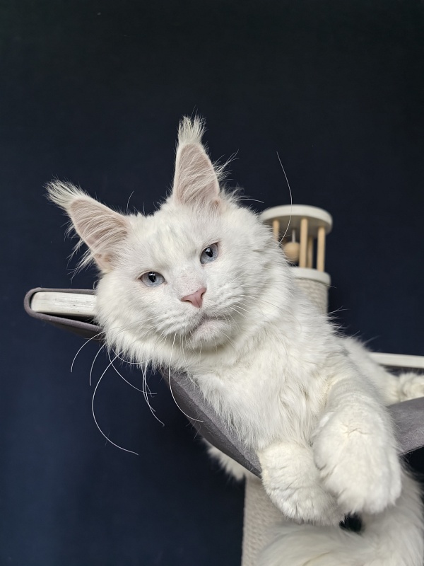 Ru*Silver Frost Akbars - Adult maine-coon 1 year 11 months 1 week