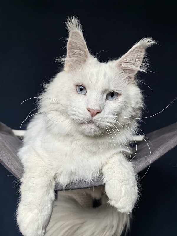 Ru*Silver Frost Akbars - Adult maine-coon 1 year 11 months 1 week