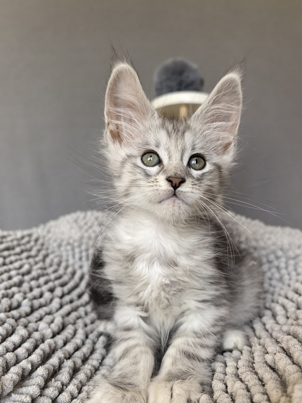 Eran Akbars - Kitten maine-coon 1 month 2 weeks