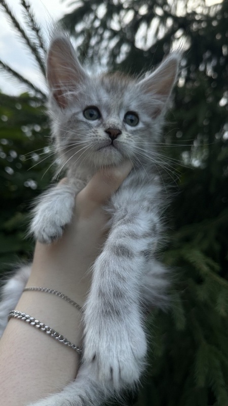 Eran Akbars - Kitten maine-coon 1 month 2 weeks