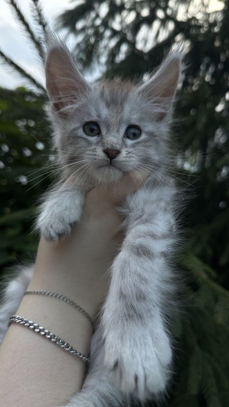 Eran Akbars - Kitten maine-coon 1 month 2 weeks