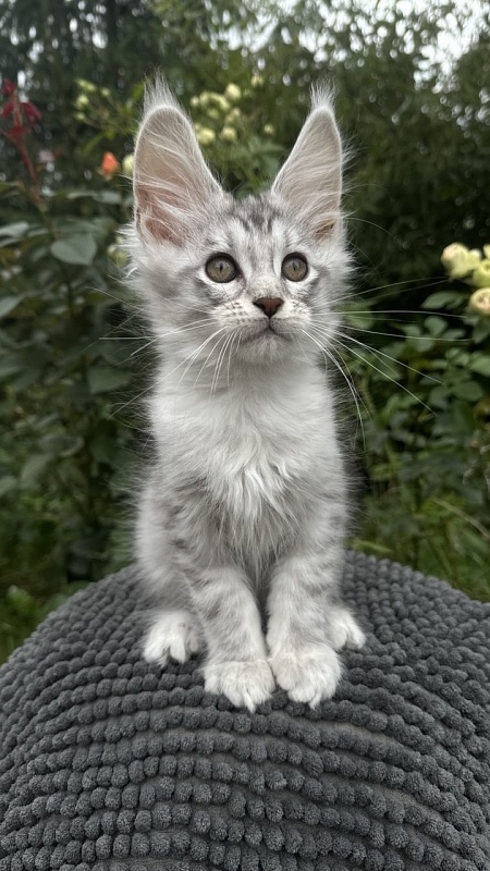 Eran Akbars - Kitten maine-coon 2 months