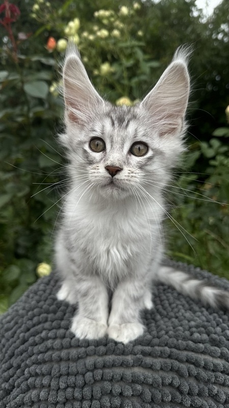 Eran Akbars - Kitten maine-coon 2 months