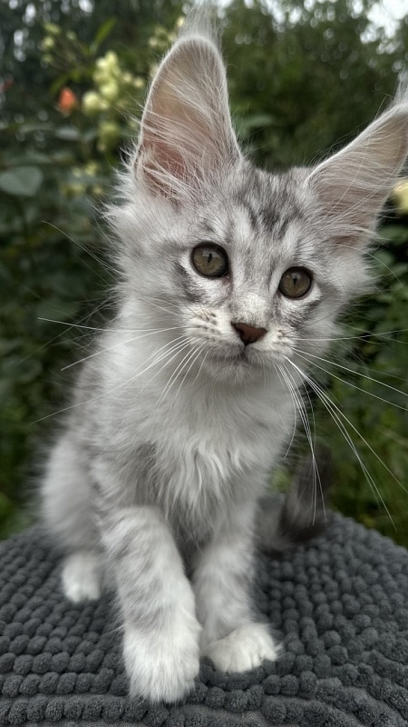 Eran Akbars - Kitten maine-coon 2 months