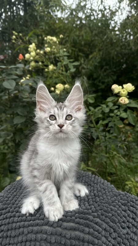 Eran Akbars - Kitten maine-coon 2 months