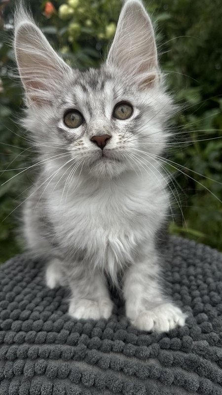 Eran Akbars - Kitten maine-coon 2 months