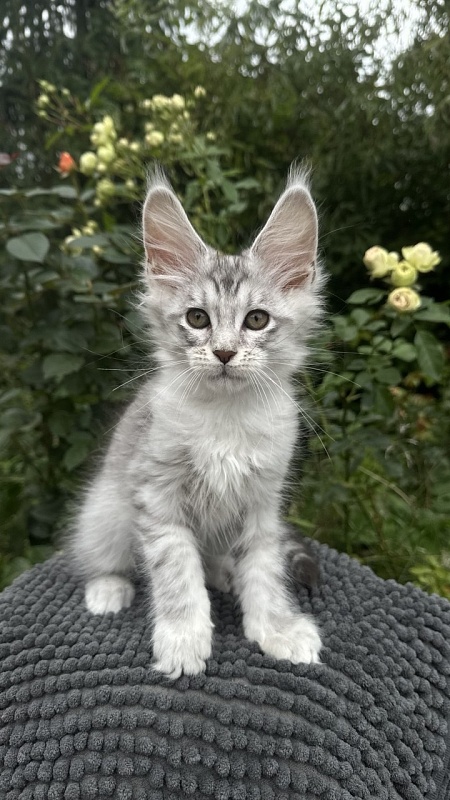 Eran Akbars - Kitten maine-coon 2 months
