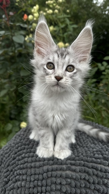 Eran Akbars - Kitten maine-coon 2 months