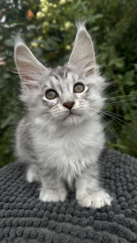 Eran Akbars - Kitten maine-coon 2 months