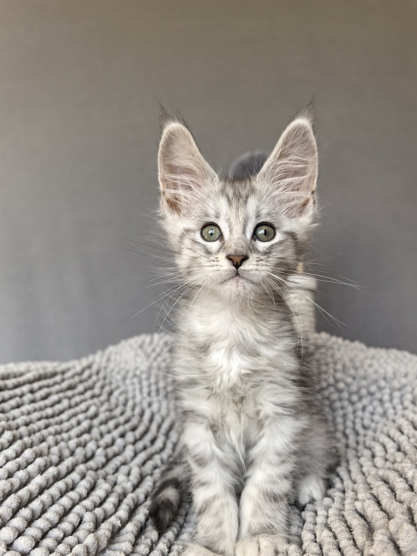 Eran Akbars - Kitten maine-coon 1 month 2 weeks