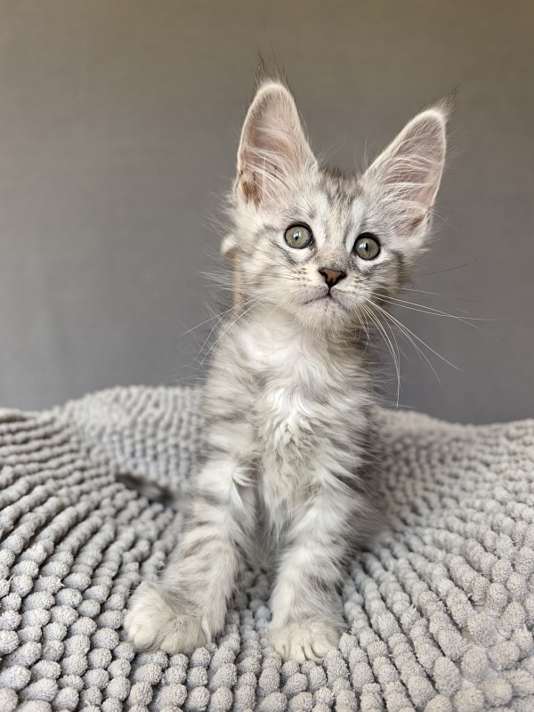 Eran Akbars - Kitten maine-coon 1 month 2 weeks