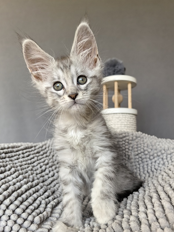 Eran Akbars - Kitten maine-coon 1 month 2 weeks