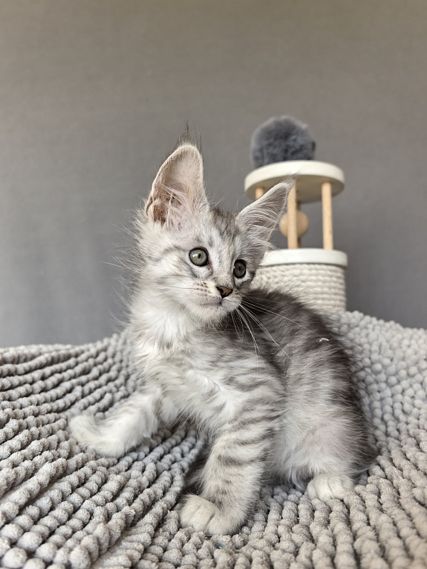 Eran Akbars - Kitten maine-coon 1 month 2 weeks