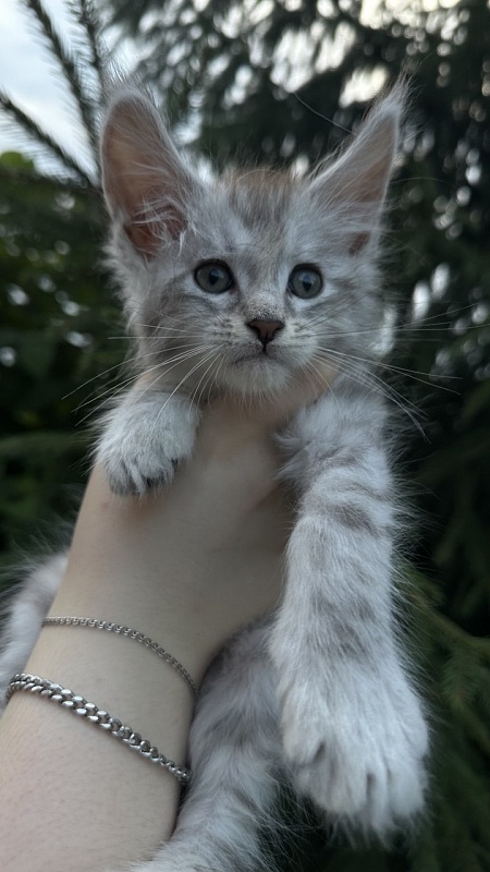 Eran Akbars - Kitten maine-coon 1 month 2 weeks