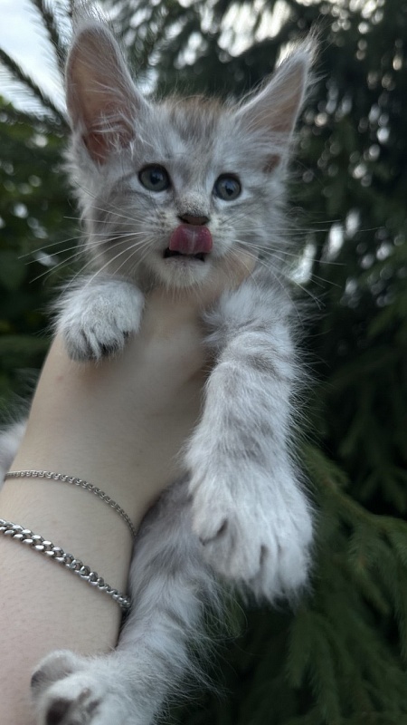 Eran Akbars - Kitten maine-coon 1 month 2 weeks