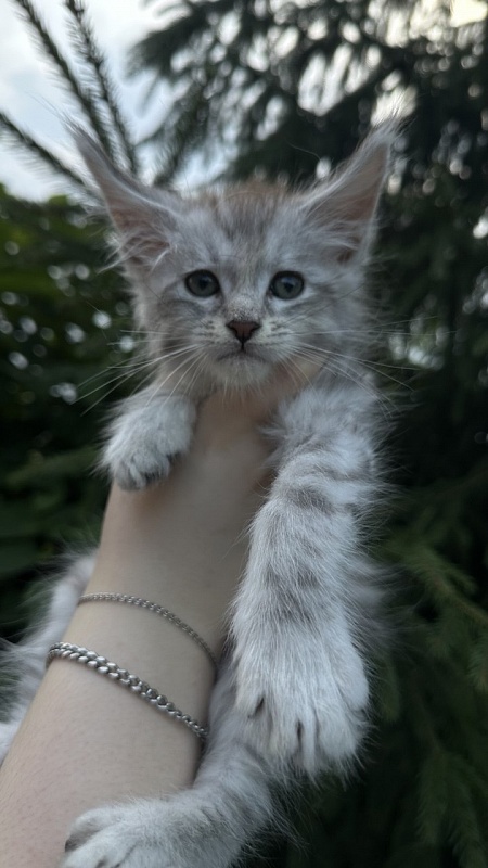 Eran Akbars - Kitten maine-coon 1 month 2 weeks